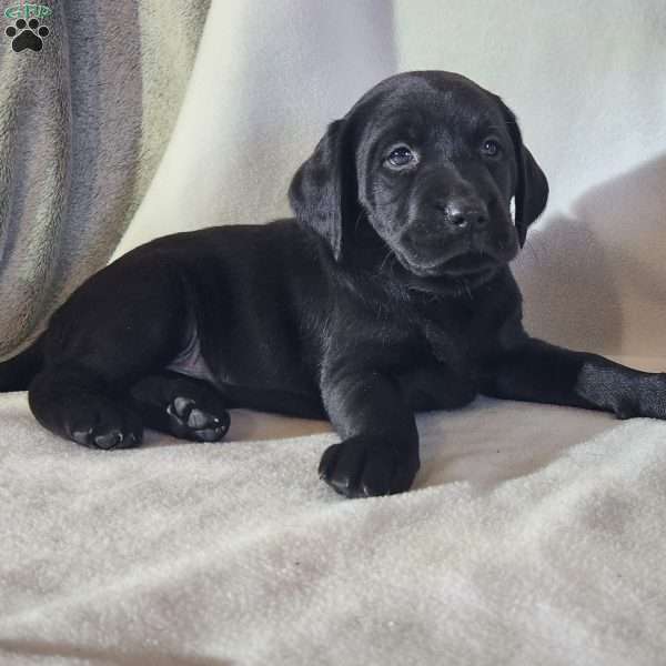 Flower, Black Labrador Retriever Puppy